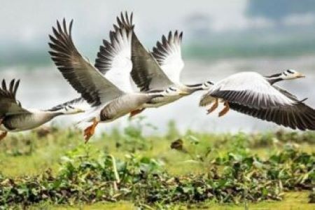 বিশ্ব ঐতিহ্য সুন্দরবনের উপকূলে অতিথি পাখি হারিয়ে যাচ্ছে